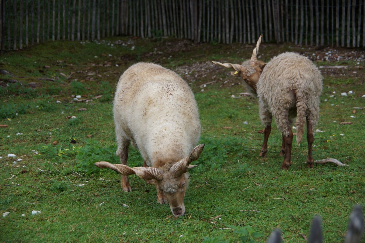 Wildpark 2019